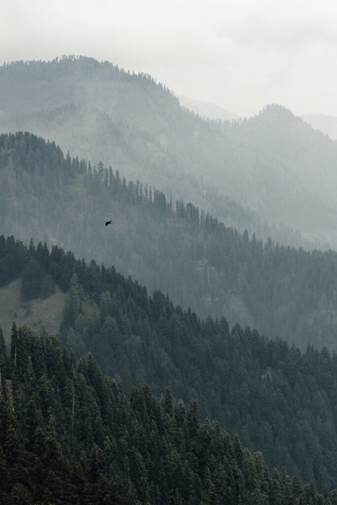 a bird flying over a lush green forest